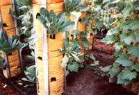 Seasonal Gardening: Low-Water Lawn Care, Low-Nitrate Carrots and Protecting Crops Image